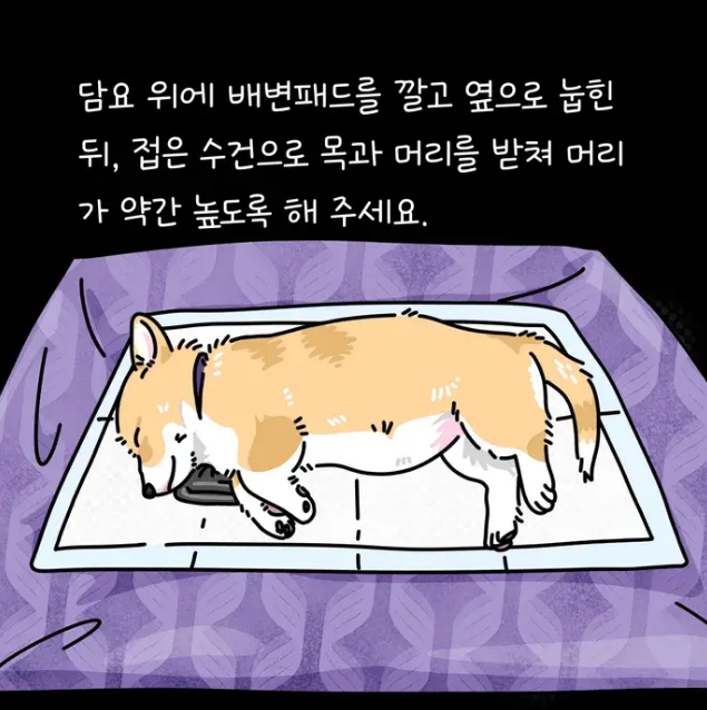 반려견 임종 직후 할일 