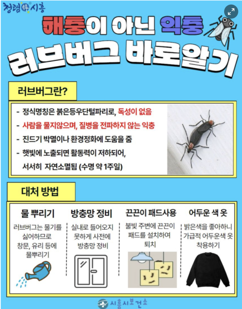 베란다 창틀에 가글액과 물을 섞은 천연 기피제를 뿌려 러브버그를 퇴치하는 모습